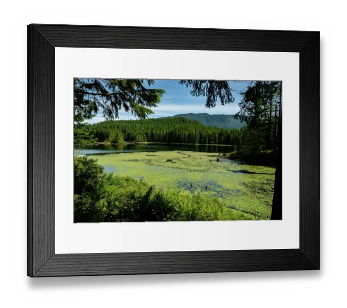 Framed Print : Cedar lake covered with Lily pads in summer, Vancouver Island, British Columbia, Canada. July, 2023 Framed Print : Cedar lake covered with Lily pads in summer, Vancouver Island, British Columbia, Canada. July, 2023