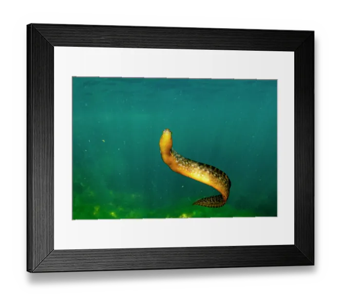 Framed Print : Penpoint gunnel (Apodichthys flavidus) swimming in the water column. Salish Sea, Vancouver Island, British Columbia, Canada Framed Print : Penpoint gunnel (Apodichthys flavidus) swimming in the water column. Salish Sea, Vancouver Island, British Columbia, Canada
