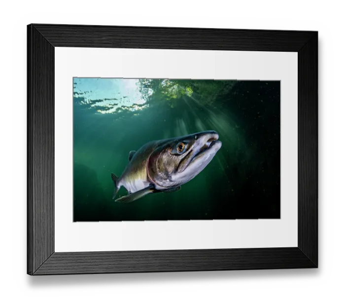 Framed Print : Pink salmon (Oncorhynchus gorbuscha) migrating up the Campbell River, Vancouver Island, British Columbia, Canada Framed Print : Pink salmon (Oncorhynchus gorbuscha) migrating up the Campbell River, Vancouver Island, British Columbia, Canada