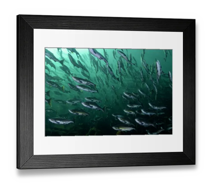 Framed Print : RF - Pink salmon (Oncorhynchus gorbuscha) huge shoal migrating up the Campbell River, Vancouver Island, British Columbia, Canada Framed Print : RF - Pink salmon (Oncorhynchus gorbuscha) huge shoal migrating up the Campbell River, Vancouver Island, British Columbia, Canada
