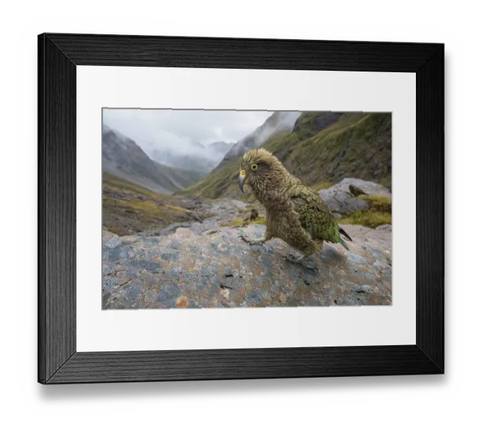 Framed Print : Kea (Nestor notabilis) juvenile, walking on a rock, Arthur's Pass National Park, South Island, New Zealand. Endangered Framed Print : Kea (Nestor notabilis) juvenile, walking on a rock, Arthur's Pass National Park, South Island, New Zealand. Endangered