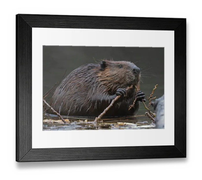 Framed Print : North American beaver (Castor canadensis) feeding on a branch in shallow water, Acadia National Park, Maine, USA. May Framed Print : North American beaver (Castor canadensis) feeding on a branch in shallow water, Acadia National Park, Maine, USA. May