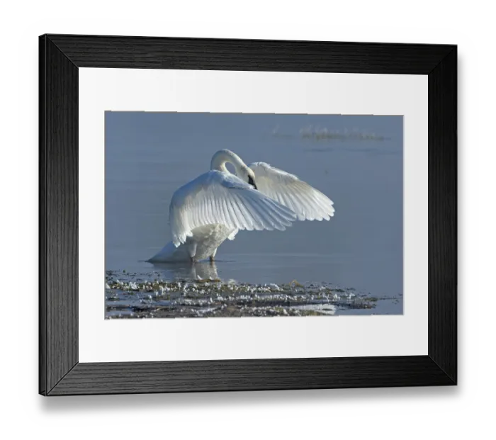 Framed Print : Trumpeter swan (Cygnus buccinator) taking off from the Yellowstone River, Yellowstone National Park, Wyoming, USA. September Framed Print : Trumpeter swan (Cygnus buccinator) taking off from the Yellowstone River, Yellowstone National Park, Wyoming, USA. September
