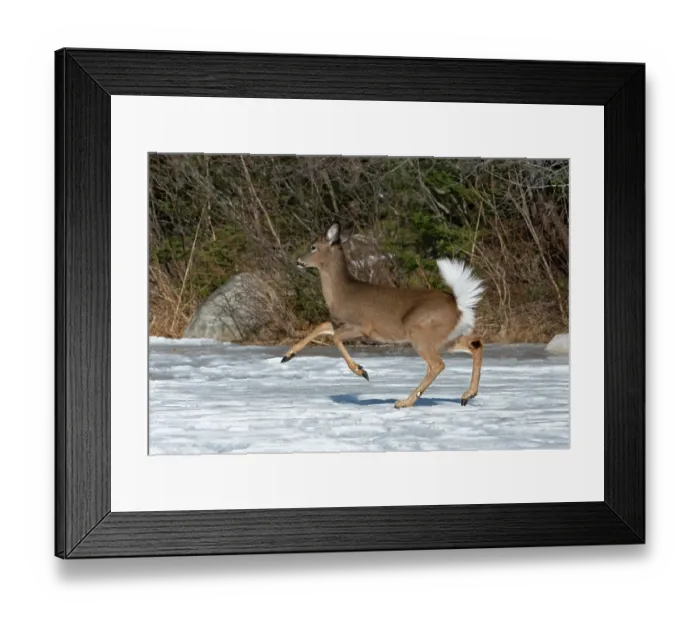 Framed Print : White-tailed deer (Odocoileus virginianus) running across a snow-covered pond. Acadia National Park, Maine, USA. March Framed Print : White-tailed deer (Odocoileus virginianus) running across a snow-covered pond. Acadia National Park, Maine, USA. March
