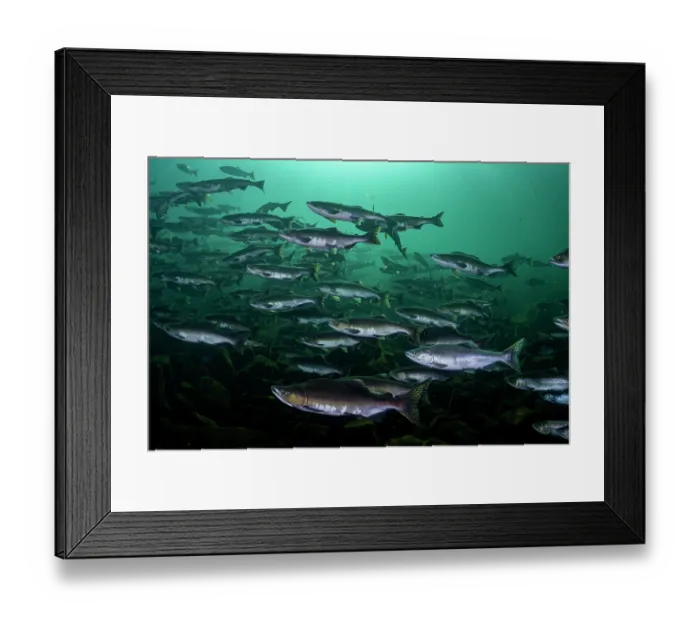 Framed Print : Pink salmon (Oncorhynchus gorbuscha) huge shoal migrating up the Campbell River, Vancouver Island, British Columbia, Canada