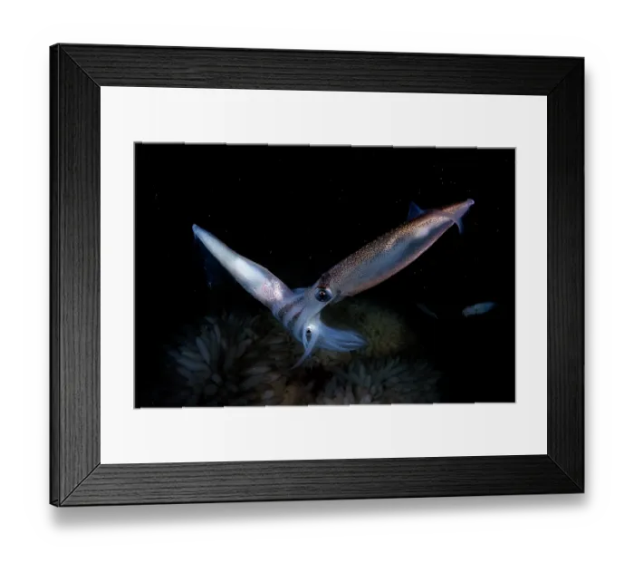 Framed Print : Opalescent inshore squids (Doryteuthis opalescens) pair, mating and laying eggs, Vancouver Island, British Columbia, Canada, Pacific Ocean Framed Print : Opalescent inshore squids (Doryteuthis opalescens) pair, mating and laying eggs, Vancouver Island, British Columbia, Canada, Pacific Ocean