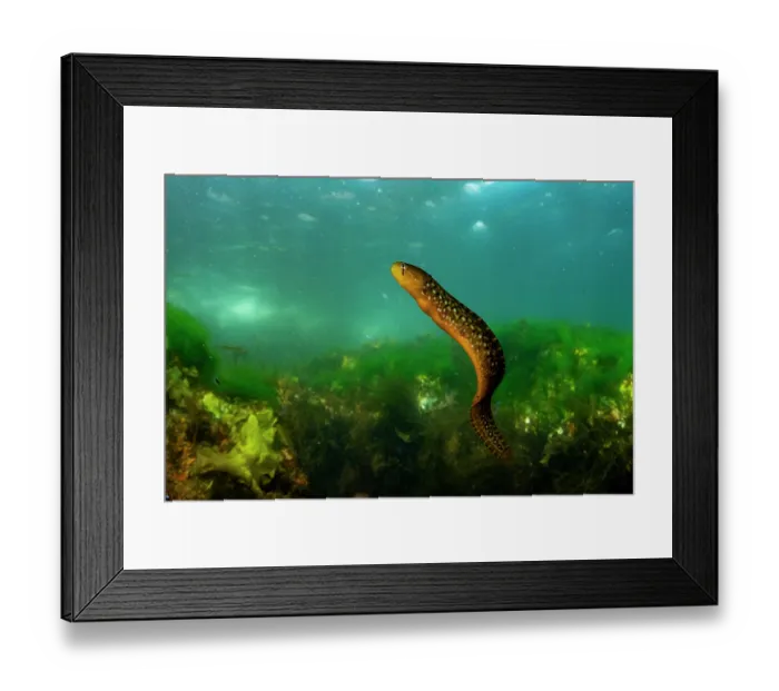 Framed Print : Penpoint gunnel (Apodichthys flavidus) swimming in the water column. Salish Sea, Vancouver Island, British Columbia, Canada Framed Print : Penpoint gunnel (Apodichthys flavidus) swimming in the water column. Salish Sea, Vancouver Island, British Columbia, Canada