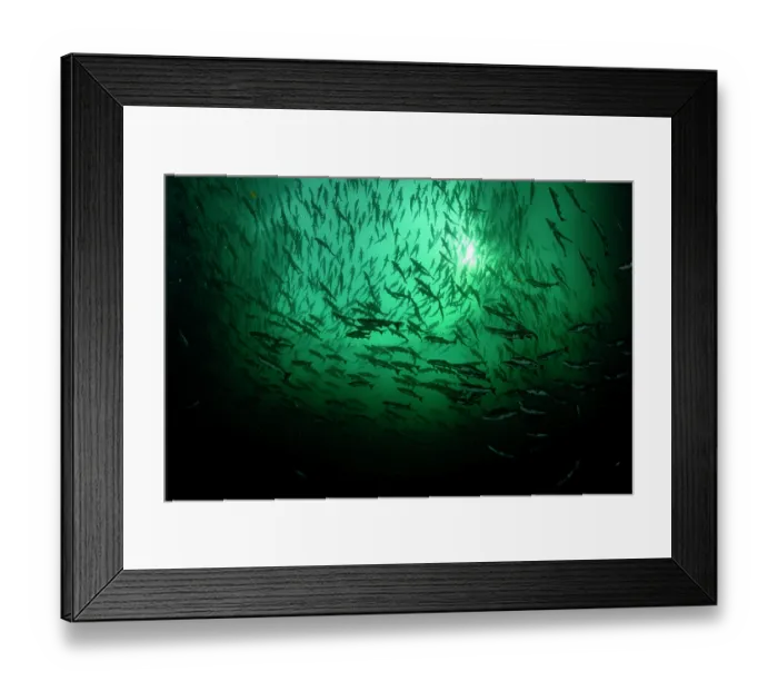 Framed Print : RF - Pink salmon (Oncorhynchus gorbuscha) huge shoal migrating up the Campbell River silhouetted in sunlight, Vancouver Island, British Columbia, Canada