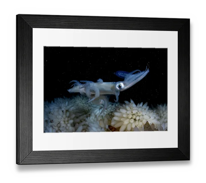 Framed Print : Opalescent inshore squid (Doryteuthis opalescens) female, laying eggs, Vancouver Island, British Columbia, Canada, Pacific Ocean Framed Print : Opalescent inshore squid (Doryteuthis opalescens) female, laying eggs, Vancouver Island, British Columbia, Canada, Pacific Ocean