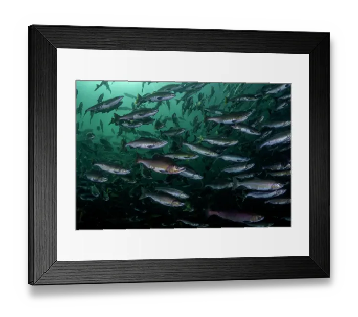 Framed Print : Pink salmon (Oncorhynchus gorbuscha) huge shoal migrating up the Campbell River, Vancouver Island, British Columbia, Canada Framed Print : Pink salmon (Oncorhynchus gorbuscha) huge shoal migrating up the Campbell River, Vancouver Island, British Columbia, Canada