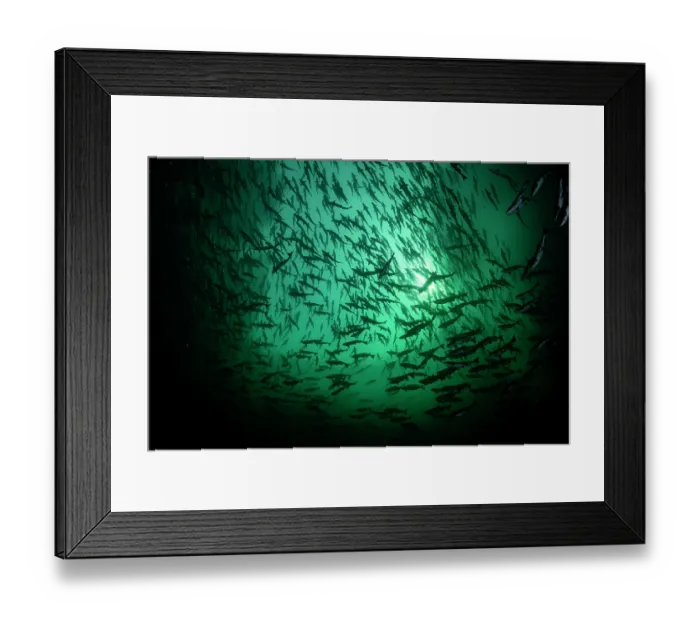Framed Print : Pink salmon (Oncorhynchus gorbuscha) huge shoal migrating up the Campbell River silhouetted in sunlight, Vancouver Island, British Columbia, Canada Framed Print : Pink salmon (Oncorhynchus gorbuscha) huge shoal migrating up the Campbell River silhouetted in sunlight, Vancouver Island, British Columbia, Canada