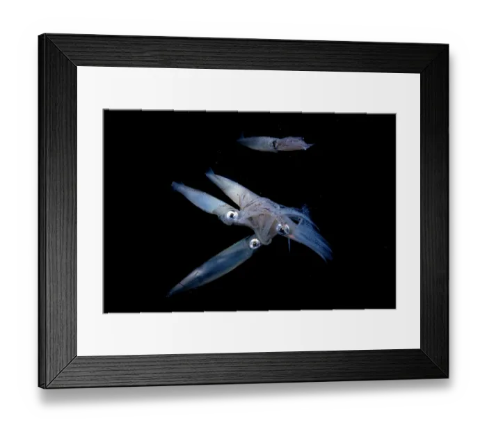 Framed Print : Group of Opalescent inshore squids (Doryteuthis opalescens) mating and laying eggs, Vancouver Island, British Columbia, Canada, Pacific Ocean Framed Print : Group of Opalescent inshore squids (Doryteuthis opalescens) mating and laying eggs, Vancouver Island, British Columbia, Canada, Pacific Ocean