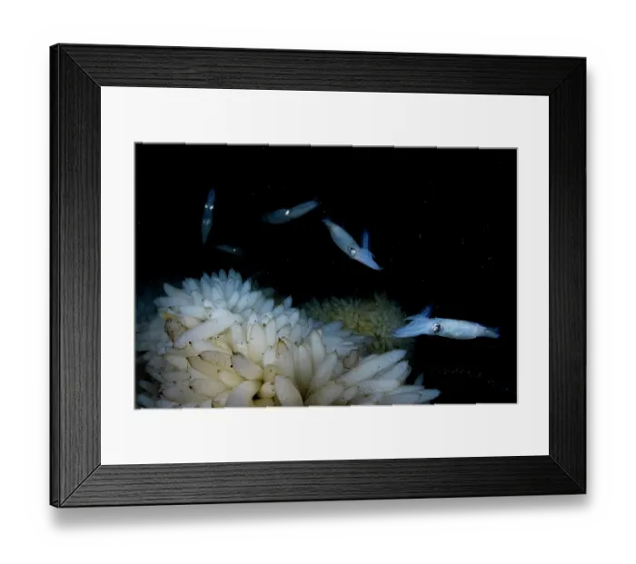 Framed Print : Group of Opalescent inshore squids (Doryteuthis opalescens) swimming over eggs, Vancouver Island, British Columbia, Canada Framed Print : Group of Opalescent inshore squids (Doryteuthis opalescens) swimming over eggs, Vancouver Island, British Columbia, Canada