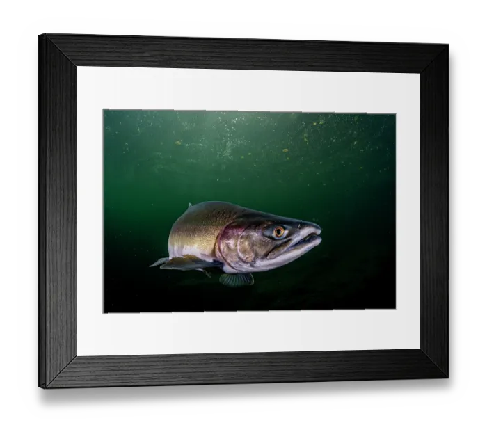 Framed Print : RF - Pink salmon (Oncorhynchus gorbuscha) migrating up the Campbell River, Vancouver Island, British Columbia, Canada Framed Print : RF - Pink salmon (Oncorhynchus gorbuscha) migrating up the Campbell River, Vancouver Island, British Columbia, Canada