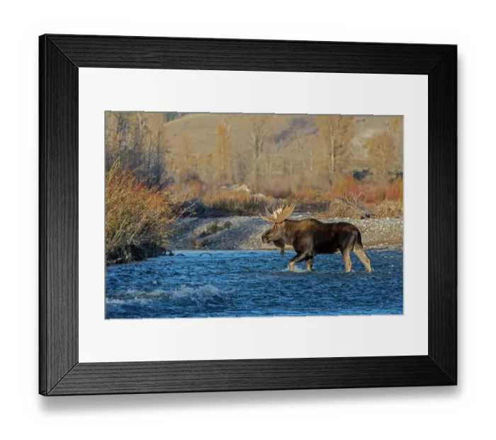 Framed Print : Moose (Alces alces) bull, crossing mountain river at sunset, Grand Teton National Park, Wyoming, USA. October Framed Print : Moose (Alces alces) bull, crossing mountain river at sunset, Grand Teton National Park, Wyoming, USA. October