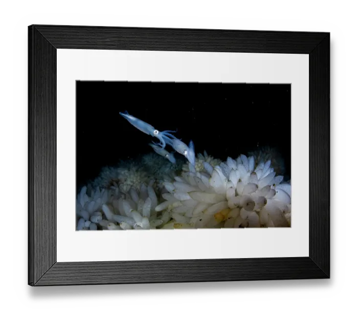 Framed Print : Opalescent inshore squids (Doryteuthis opalescens) pair, mating and laying eggs on ocean floor, Vancouver Island, British Columbia, Canada, Pacific Ocean Framed Print : Opalescent inshore squids (Doryteuthis opalescens) pair, mating and laying eggs on ocean floor, Vancouver Island, British Columbia, Canada, Pacific Ocean