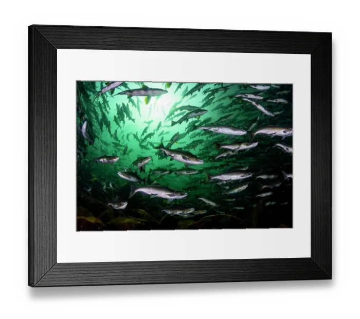 Framed Print : Pink salmon (Oncorhynchus gorbuscha) huge shoal migrating up the Campbell River, Vancouver Island, British Columbia, Canada Framed Print : Pink salmon (Oncorhynchus gorbuscha) huge shoal migrating up the Campbell River, Vancouver Island, British Columbia, Canada