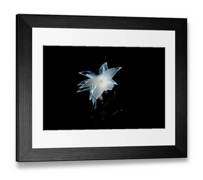 Framed Print : Frosted nudibranch (Dirona albolineata) portrait, Salish Sea, Vancouver Island, British Columbia, Canada Framed Print : Frosted nudibranch (Dirona albolineata) portrait, Salish Sea, Vancouver Island, British Columbia, Canada