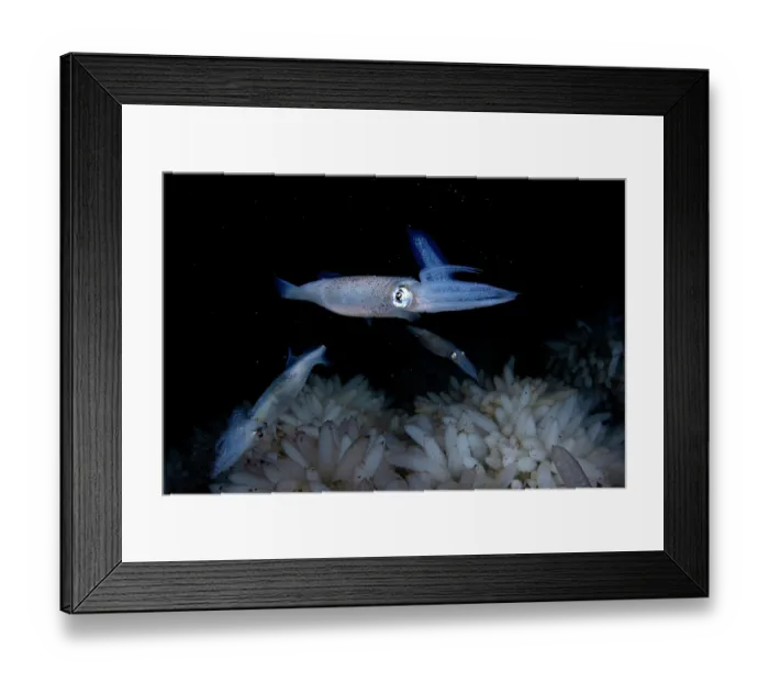 Framed Print : Opalescent inshore squids (Doryteuthis opalescens) swimming over eggs, Vancouver Island, British Columbia, Canada, Pacific Ocean Framed Print : Opalescent inshore squids (Doryteuthis opalescens) swimming over eggs, Vancouver Island, British Columbia, Canada, Pacific Ocean