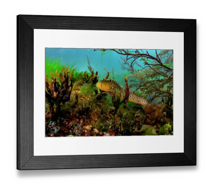 Framed Print : Penpoint gunnel (Apodichthys flavidus) swimming in the water column. Salish Sea, Vancouver Island, British Columbia, Canada