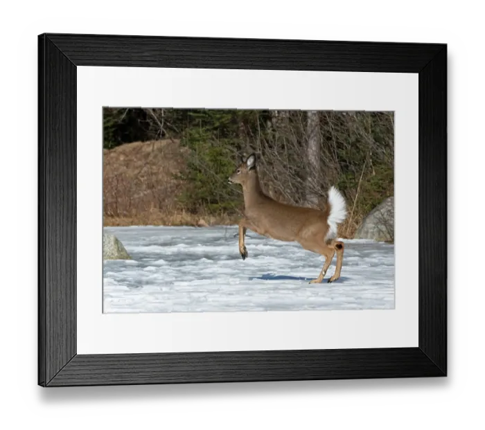 Framed Print : White-tailed deer (Odocoileus virginianus) running across a snow-covered pond, Acadia National Park, Maine, USA. March Framed Print : White-tailed deer (Odocoileus virginianus) running across a snow-covered pond, Acadia National Park, Maine, USA. March