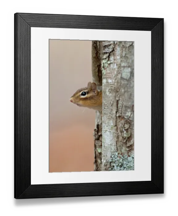 Framed Print : Eastern chipmunk (Tamias striatus) peering out from tree hole, Acadia National Park, Maine, USA. November Framed Print : Eastern chipmunk (Tamias striatus) peering out from tree hole, Acadia National Park, Maine, USA. November
