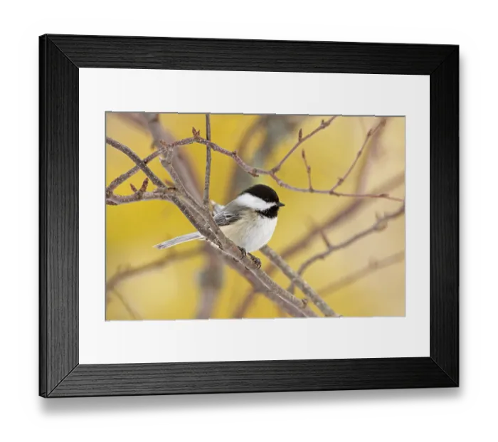 Framed Print : Black-capped chickadee (Poecile atricapillus) perched in Paper birch (Betula papyrifera) tree, Acadia National Park, Maine, USA. March Framed Print : Black-capped chickadee (Poecile atricapillus) perched in Paper birch (Betula papyrifera) tree, Acadia National Park, Maine, USA. March