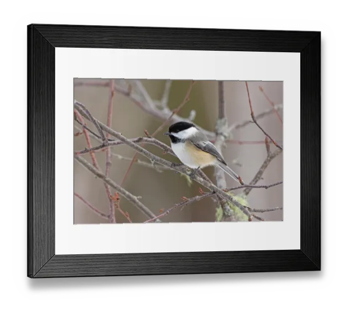 Framed Print : Black-capped chickadee (Poecile atricapillus) perched in Paper birch (Betula papyrifera) tree, Acadia National Park, Maine, USA. March Framed Print : Black-capped chickadee (Poecile atricapillus) perched in Paper birch (Betula papyrifera) tree, Acadia National Park, Maine, USA. March