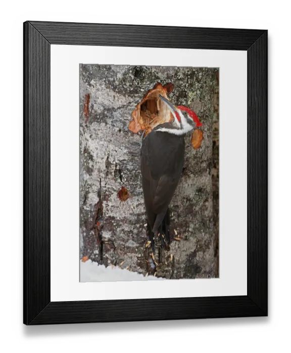 Framed Print : Pileated woodpecker (Dryocopus pileatus) feeding on tree trunk, Acadia National Park, Maine, USA. March Framed Print : Pileated woodpecker (Dryocopus pileatus) feeding on tree trunk, Acadia National Park, Maine, USA. March
