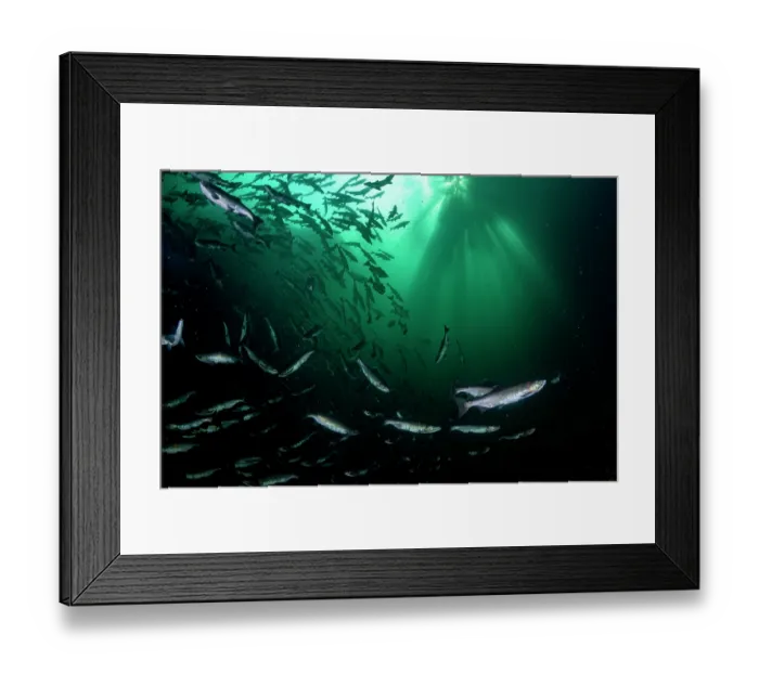 Framed Print : Pink salmon (Oncorhynchus gorbuscha) shoal migrating up the Campbell River, Vancouver Island, British Columbia, Canada Framed Print : Pink salmon (Oncorhynchus gorbuscha) shoal migrating up the Campbell River, Vancouver Island, British Columbia, Canada