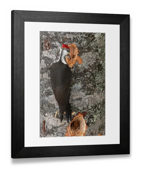 Framed Print : Pileated woodpecker (Dryocopus pileatus) feeding on tree trunk, Acadia National Park, Maine, USA. March Framed Print : Pileated woodpecker (Dryocopus pileatus) feeding on tree trunk, Acadia National Park, Maine, USA. March