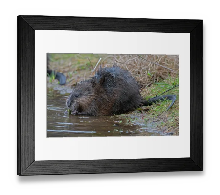 Framed Print : Muskrat (Ondatra zibethicus) feeding at edge of beaver pond, Acadia National Park, Maine, USA. April Framed Print : Muskrat (Ondatra zibethicus) feeding at edge of beaver pond, Acadia National Park, Maine, USA. April