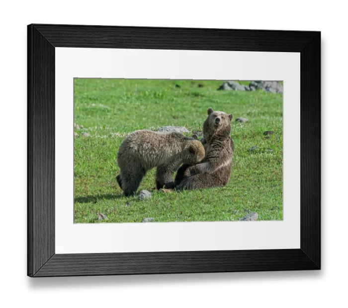 Framed Print : RF - Grizzly bear (Ursus arctos horribilis) female and cub resting in meadow, Yellowstone National Park, Wyoming, USA Framed Print : RF - Grizzly bear (Ursus arctos horribilis) female and cub resting in meadow, Yellowstone National Park, Wyoming, USA