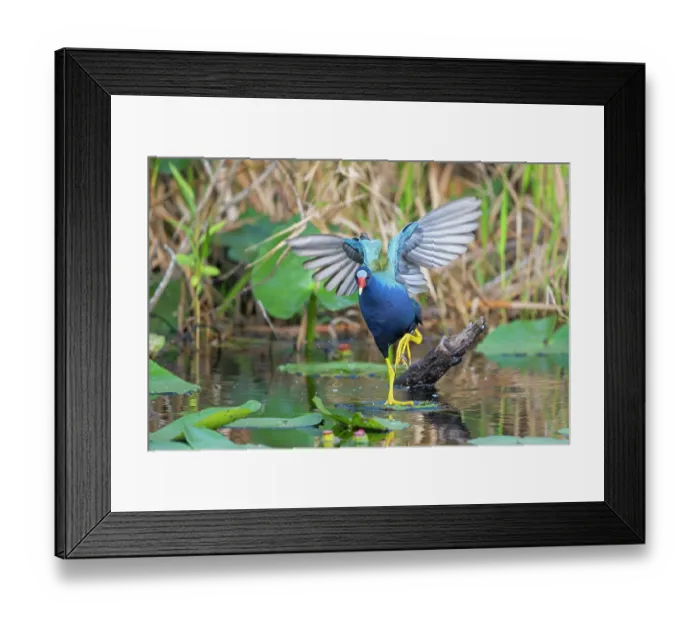 Framed Print : RF - American purple gallinule (Porphyrio martinica) stepping over lilypads on pond, Everglades National Park, Florida, USA. March