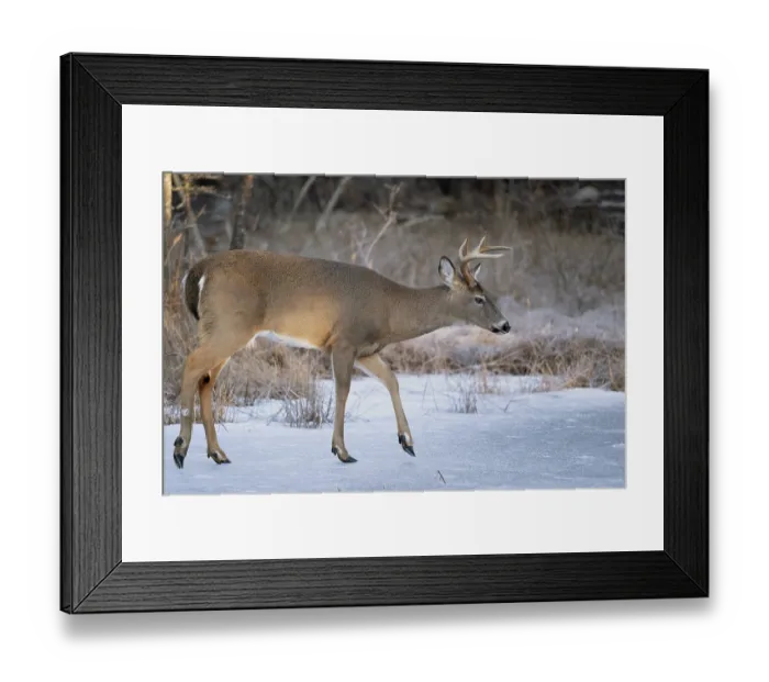 Framed Print : RF - White-tailed deer (Odocoileus virginianus) buck walking on an icy beaver pond, Acadia National Park, Maine, USA. February Framed Print : RF - White-tailed deer (Odocoileus virginianus) buck walking on an icy beaver pond, Acadia National Park, Maine, USA. February
