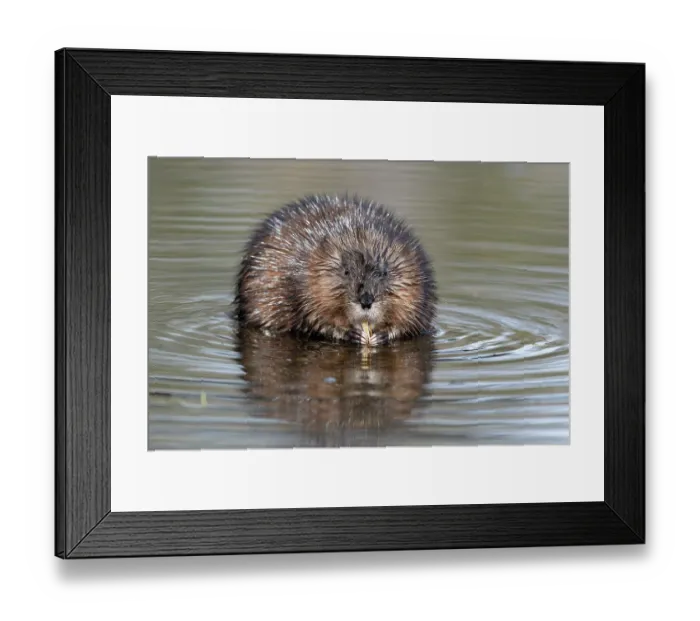 Framed Print : RF - Muskrat (Ondatra zibethicus) feeding in beaver pond, Acadia National Park, Maine, USA. April. (This image may be licensed either as rights managed or royalty free.) Framed Print : RF - Muskrat (Ondatra zibethicus) feeding in beaver pond, Acadia National Park, Maine, USA. April. (This image may be licensed either as rights managed or royalty free.)