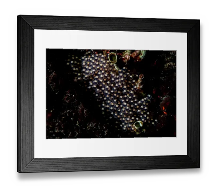 Framed Print : Kelp greenling (Hexagrammos decagrammus) eggs, off Vancouver Island, British Columbia, Canada, Pacific Ocean Framed Print : Kelp greenling (Hexagrammos decagrammus) eggs, off Vancouver Island, British Columbia, Canada, Pacific Ocean