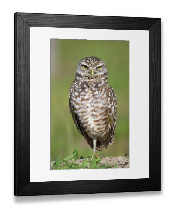 Framed Print : RF - Burrowing owl (Athene cunicularia) portrait, Cape Coral, Florida, USA. March. (This image may be licensed either as rights managed or royalty free.) Framed Print : RF - Burrowing owl (Athene cunicularia) portrait, Cape Coral, Florida, USA. March. (This image may be licensed either as rights managed or royalty free.)