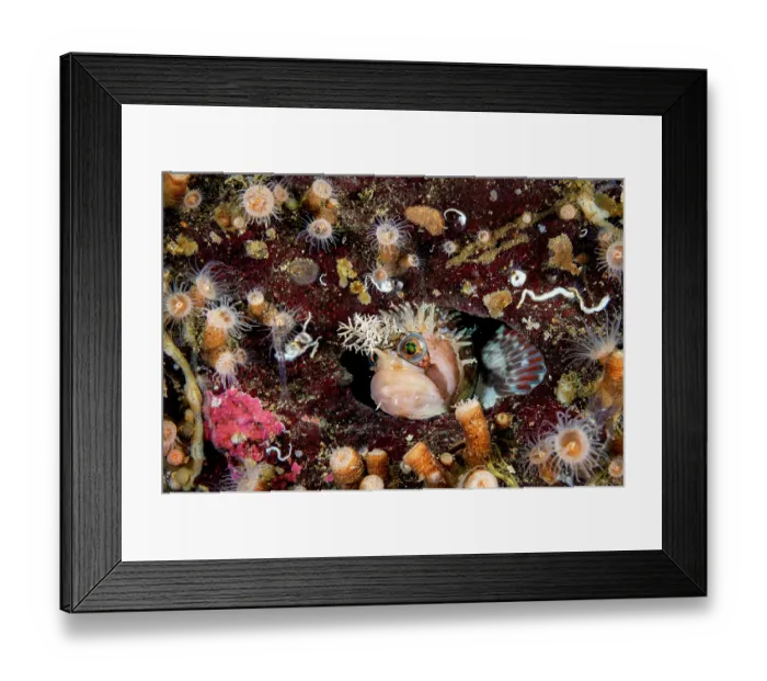 Framed Print : Decorated warbonnet (Chirolophis decoratus) peering out from a hole in a rock wall, Salish Sea, British Columbia, Canada