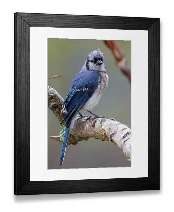 Framed Print : Blue jay (Cyanocitta cristata) perched on branch in the rain, Acadia National Park, Maine, USA. April Framed Print : Blue jay (Cyanocitta cristata) perched on branch in the rain, Acadia National Park, Maine, USA. April