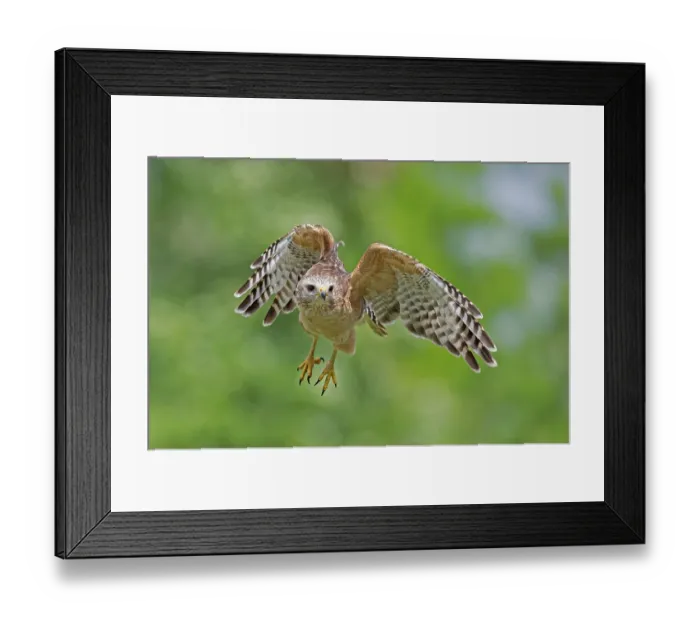 Framed Print : RF - Red-shouldered hawk (Buteo lineatus) in flight, Corkscrew Regional Ecosystem Watershed (CREW) Bird Rookery Swamp, near Naples, Florida, USA. March Framed Print : RF - Red-shouldered hawk (Buteo lineatus) in flight, Corkscrew Regional Ecosystem Watershed (CREW) Bird Rookery Swamp, near Naples, Florida, USA. March