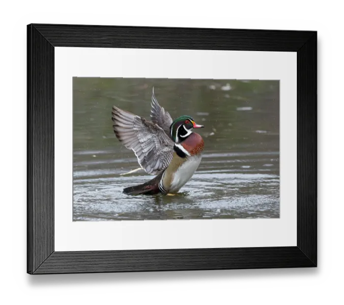 Framed Print : Wood duck (Aix sponsa) male in breeding plumage, flapping wings on water, Acadia National Park, Maine, USA. April Framed Print : Wood duck (Aix sponsa) male in breeding plumage, flapping wings on water, Acadia National Park, Maine, USA. April