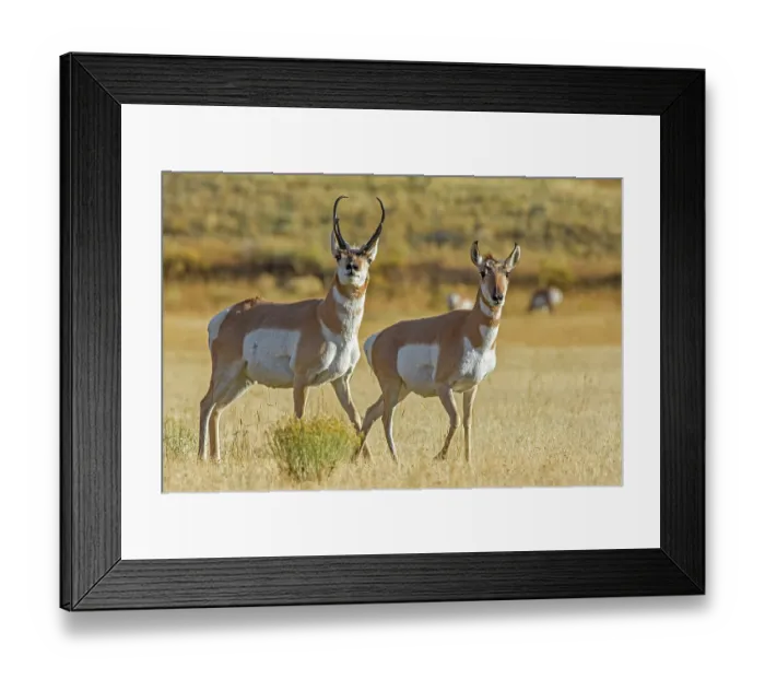 Framed Print : Pronghorns (Antilocapra americana) buck and doe during mating season, Yellowstone National Park, Wyoming, USA. October Framed Print : Pronghorns (Antilocapra americana) buck and doe during mating season, Yellowstone National Park, Wyoming, USA. October