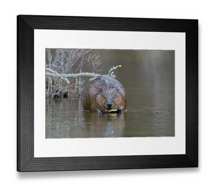 Framed Print : North American beaver (Castor canadensis) feeding on a branch in shallow water, Acadia National Park, Maine, USA. April Framed Print : North American beaver (Castor canadensis) feeding on a branch in shallow water, Acadia National Park, Maine, USA. April