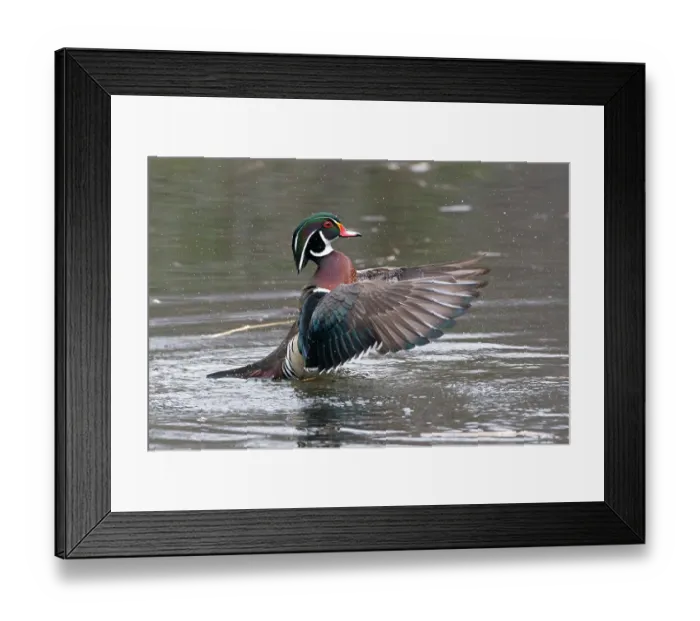 Framed Print : Wood duck (Aix sponsa) male in breeding plumage, flapping wings on water, Acadia National Park, Maine, USA. April Framed Print : Wood duck (Aix sponsa) male in breeding plumage, flapping wings on water, Acadia National Park, Maine, USA. April