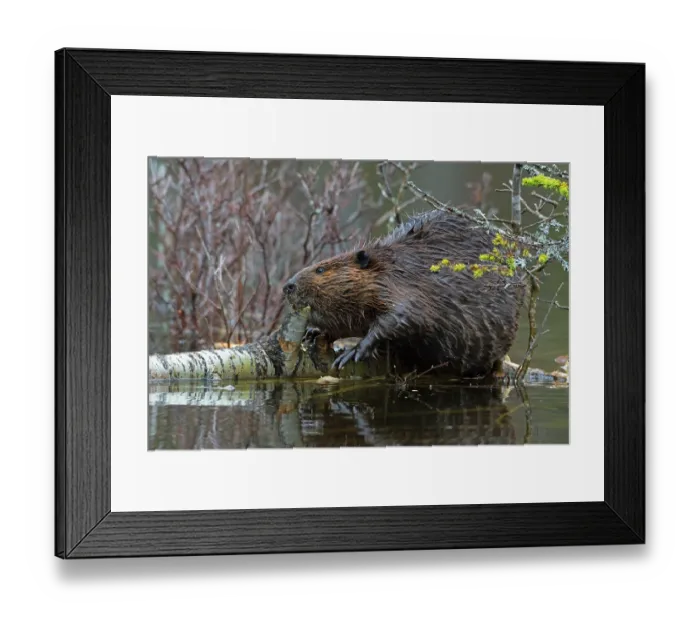 Framed Print : North American beaver (Castor canadensis) feeding on a fallen birch tree, Acadia National Park, Maine, USA. May