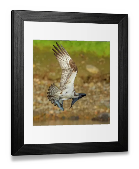Framed Print : Osprey (Pandion haliaetus) in flight carrying with Alewife (Alosa pseudoharengus) prey, Somes Sound, near Acadia National Park, Maine, USA. June Framed Print : Osprey (Pandion haliaetus) in flight carrying with Alewife (Alosa pseudoharengus) prey, Somes Sound, near Acadia National Park, Maine, USA. June
