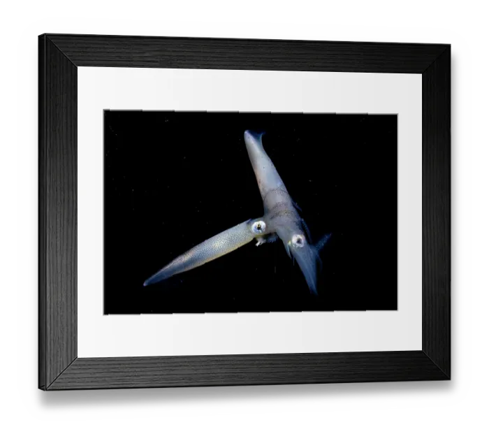 Framed Print : Opalescent inshore squids (Doryteuthis opalescens) pair, mating, Vancouver Island, British Columbia, Canada, Pacific Ocean Framed Print : Opalescent inshore squids (Doryteuthis opalescens) pair, mating, Vancouver Island, British Columbia, Canada, Pacific Ocean
