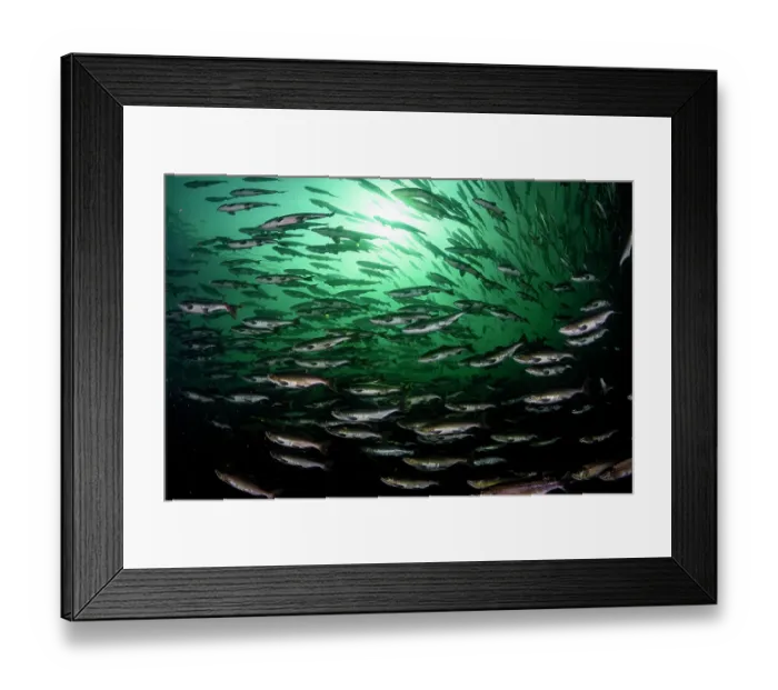Framed Print : RF - Pink salmon (Oncorhynchus gorbuscha) huge shoal migrating up the Campbell River, Vancouver Island, British Columbia, Canada