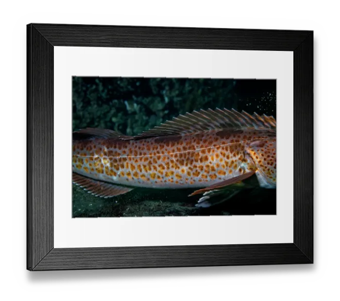 Framed Print : Lingcod (Ophiodon elongatus) body, showing the lateral line, Salish Sea, Vancouver Island, British Columbia, Canada Framed Print : Lingcod (Ophiodon elongatus) body, showing the lateral line, Salish Sea, Vancouver Island, British Columbia, Canada